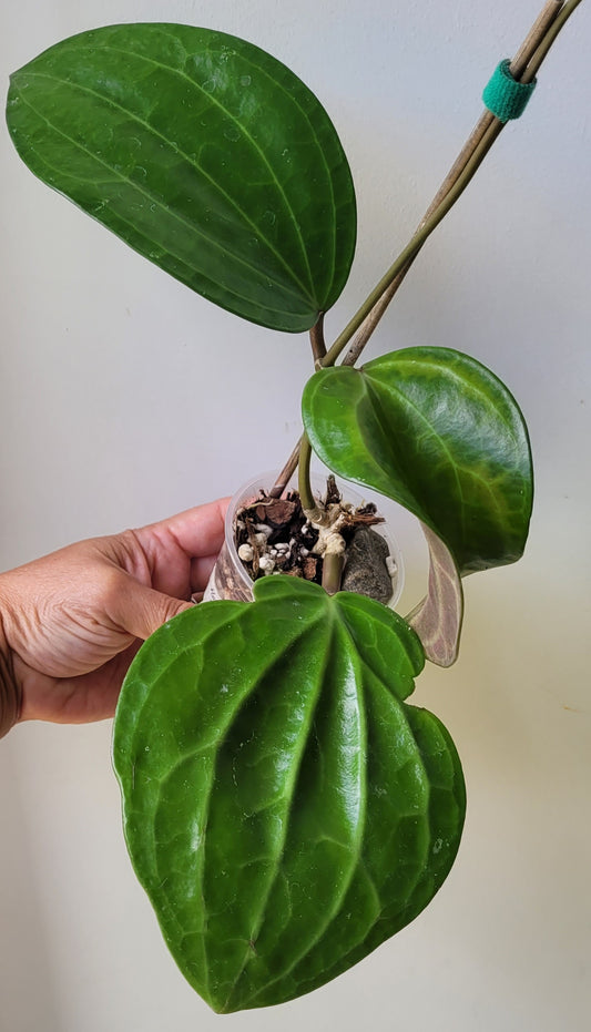 Hoya latifolia IML1590 (prev aff clandestina)