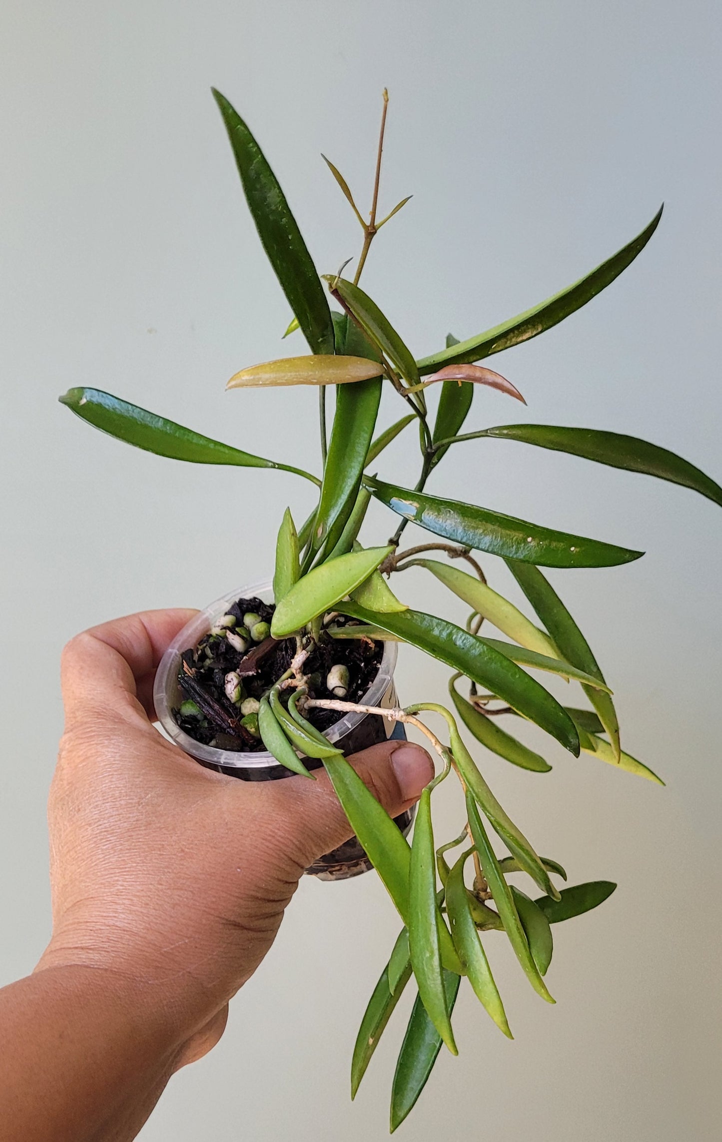 Hoya aff. kentiana Philippines IML0834 (angustifolia) Double planted
