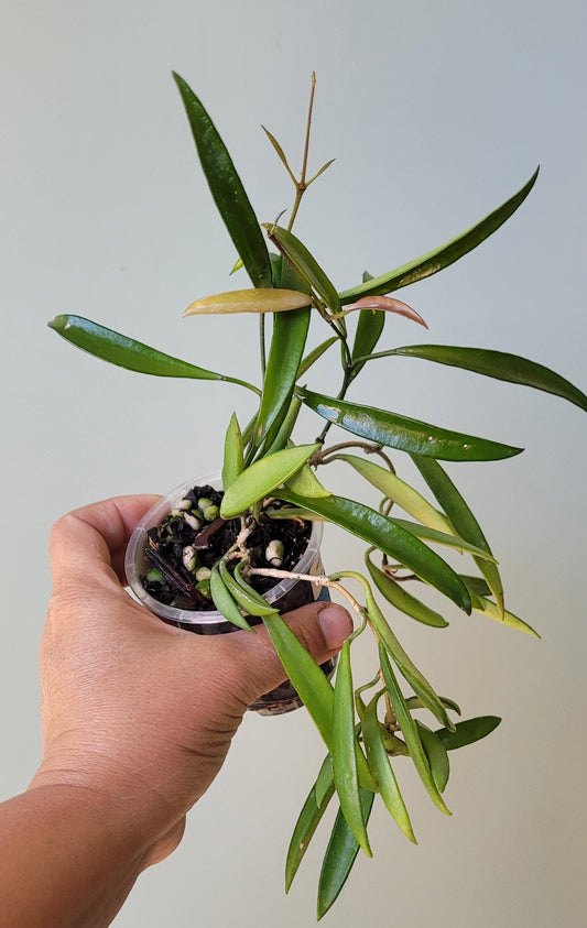 Hoya aff. kentiana Philippines IML0834 (angustifolia) Double planted