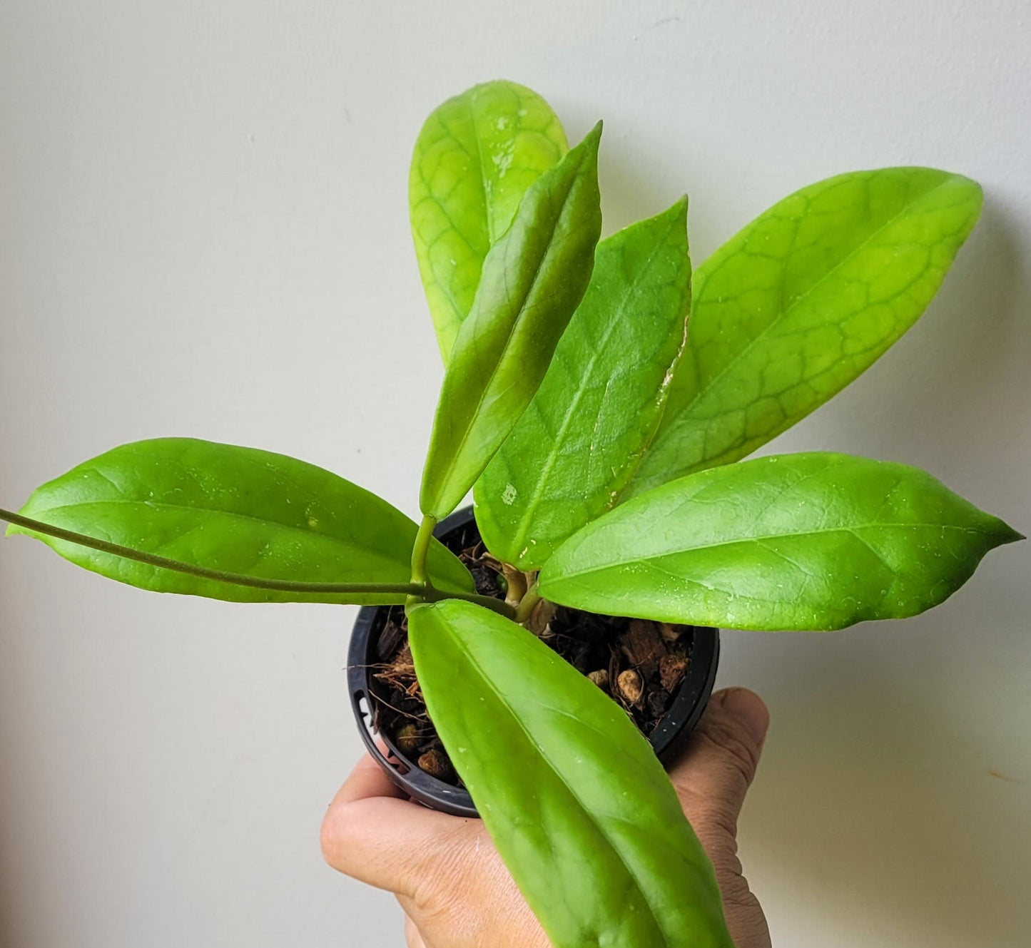 Hoya sp. Estrella Waterfall Philippines IML1627