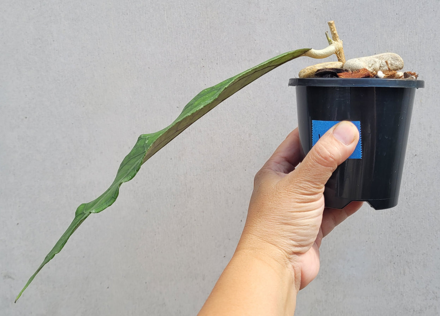 Hoya clemensiorum Sabah IML1752