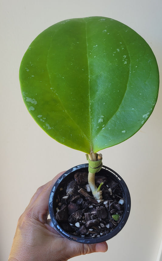 Hoya loyceandrewsciana (dinner plate)