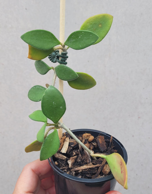 Hoya nummularioides Thailand IML0240