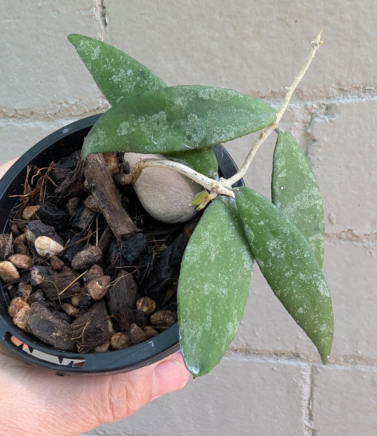 Hoya flagellata gold