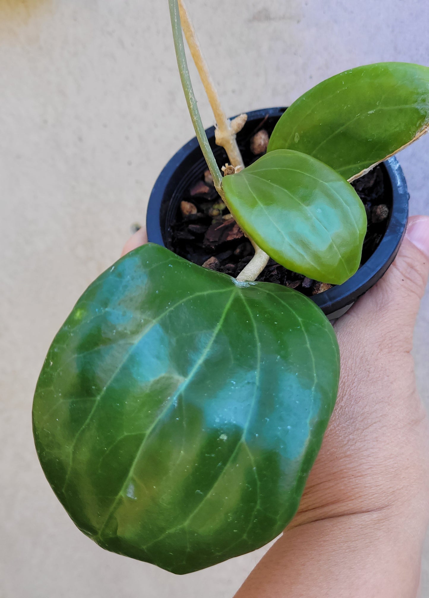 Hoya merrillii Philippines IML0465