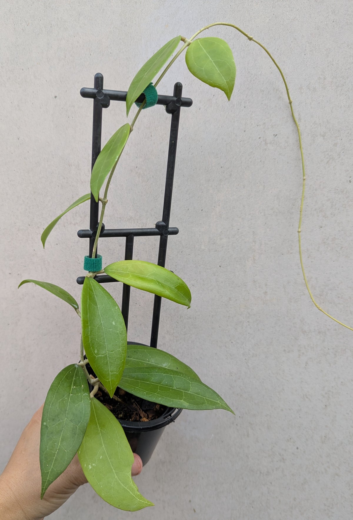 Hoya verticillata Sabah IML1775
