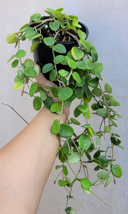 Hoya 'Mathilde' hybrid cross (hoya carnosa X hoya serpens)- Mature Large Plant