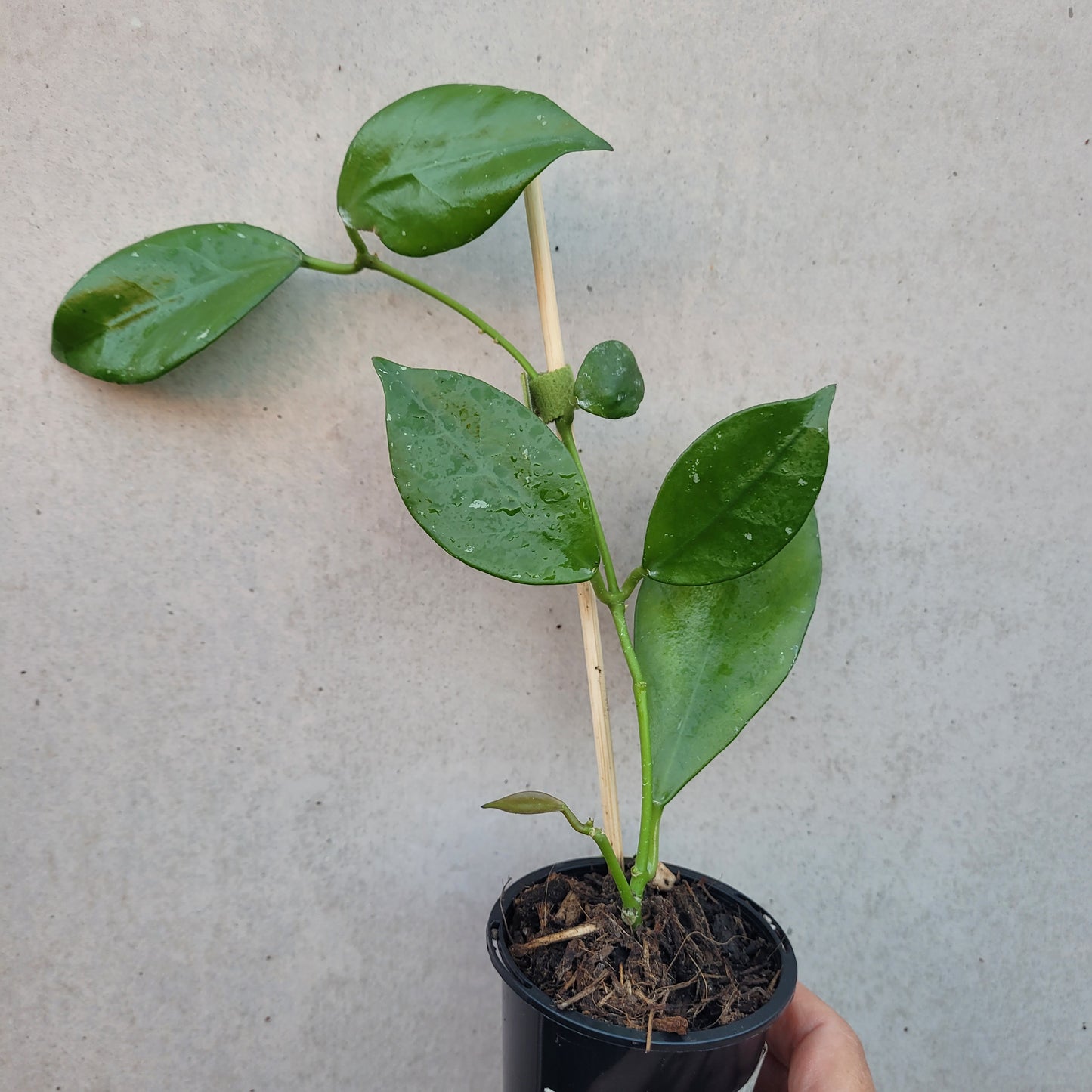 Hoya nabawanensis Malaysia IML0078
