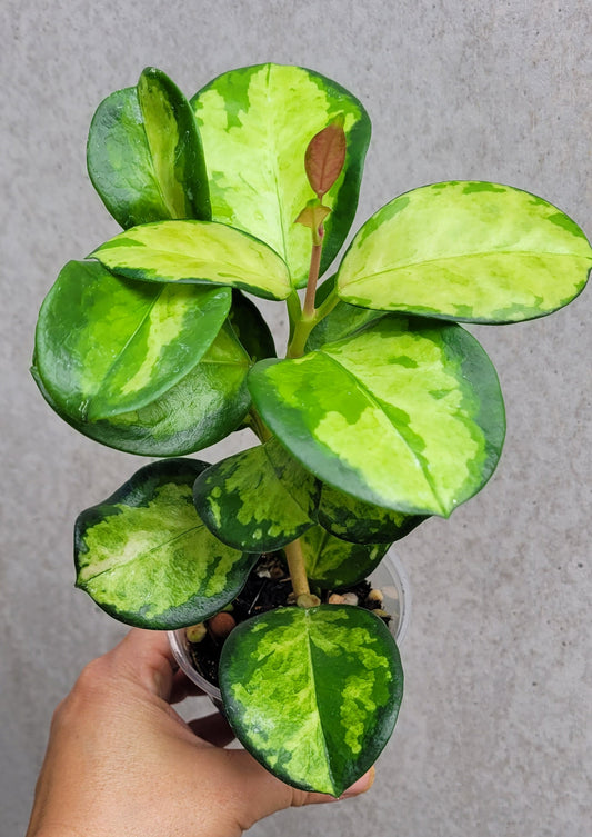 Hoya australis inner variegated 'Lisa'