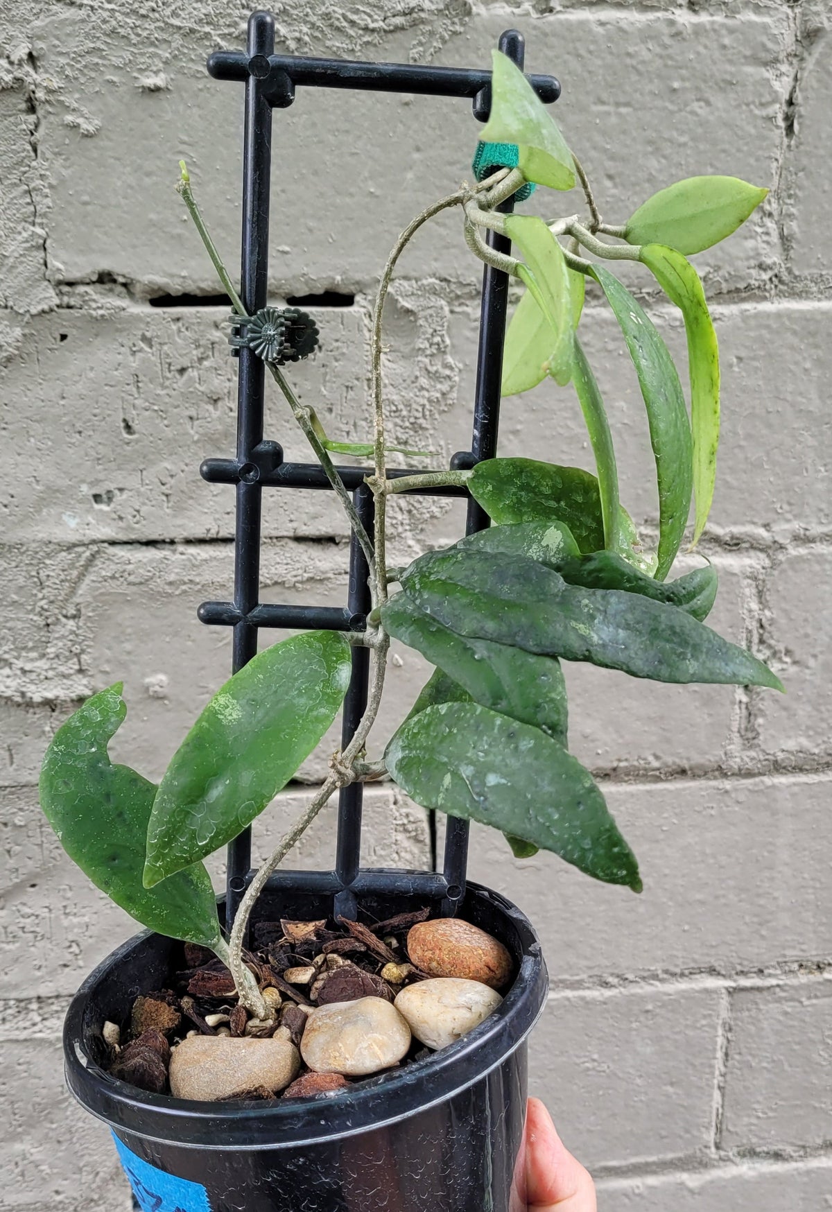 Hoya uncinata ssp padangensis - mature size plant