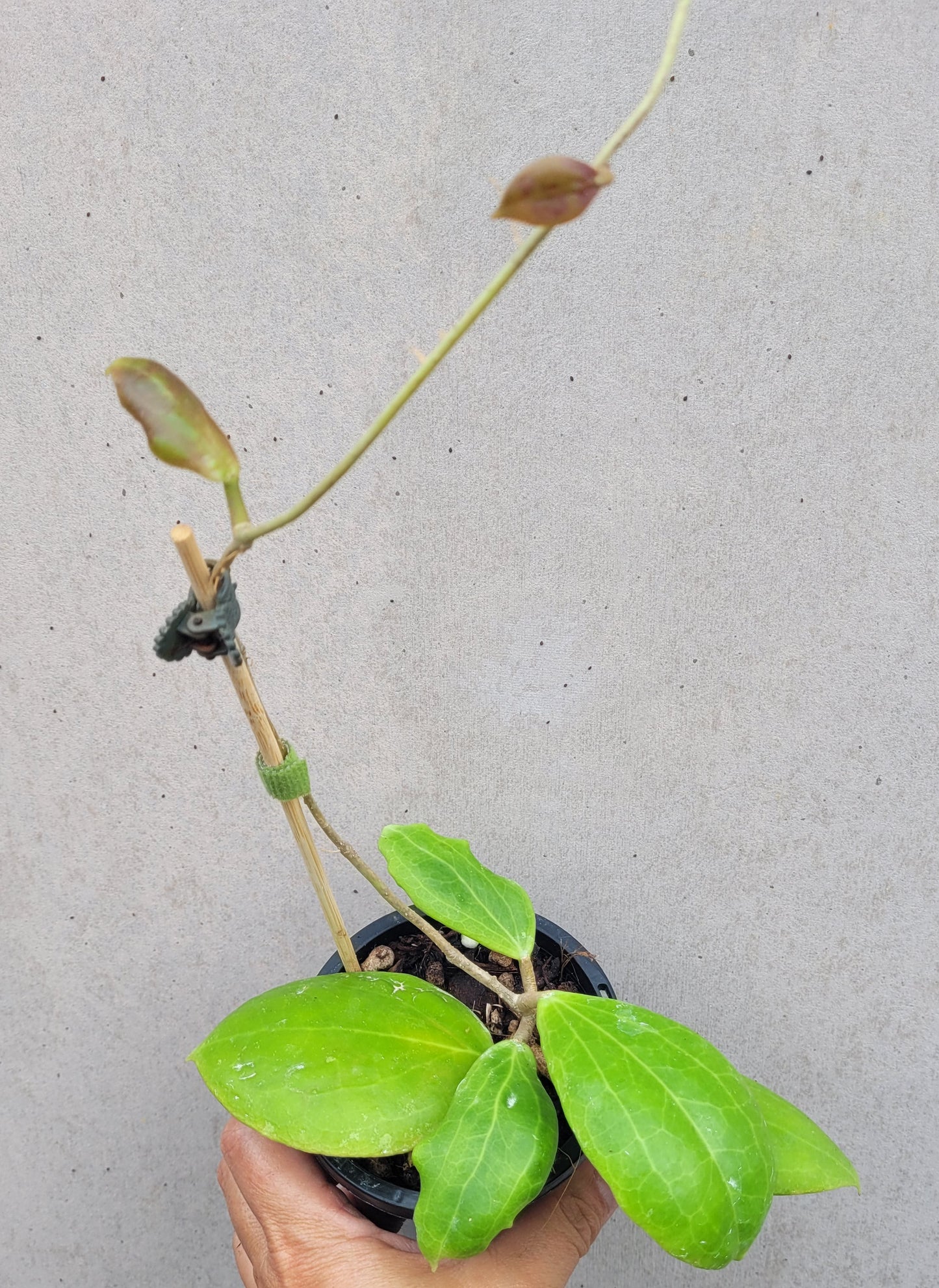 Hoya dolichosparte Sulawesi IML1377