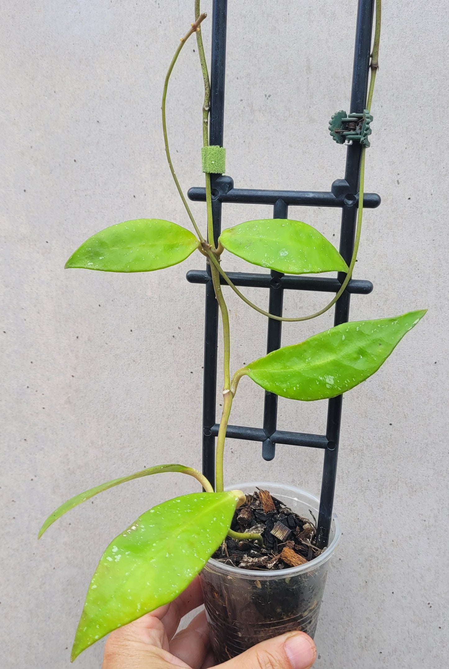 Hoya aff plicata Malay Peninsula IML1566