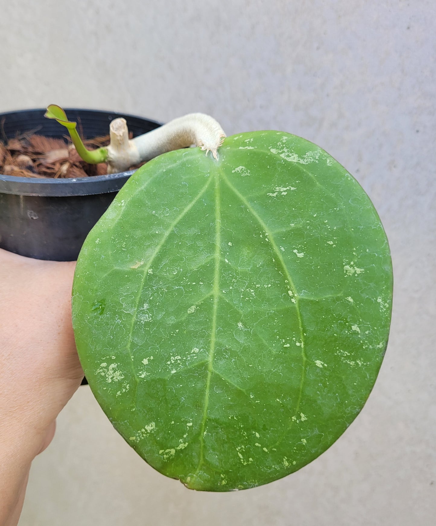 Hoya loyceandrewsciana (dinner plate)
