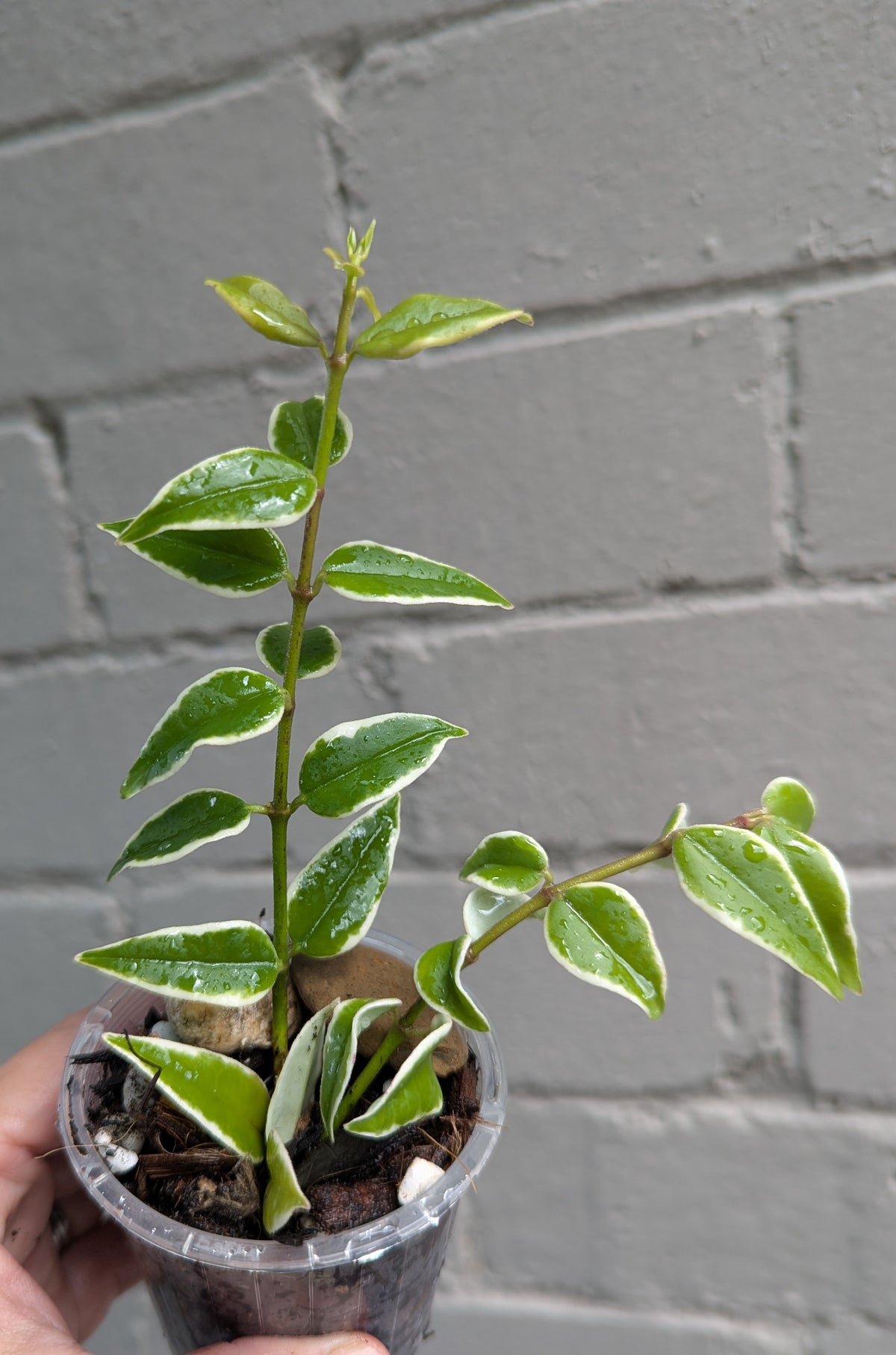 Hoya bella albomarginata