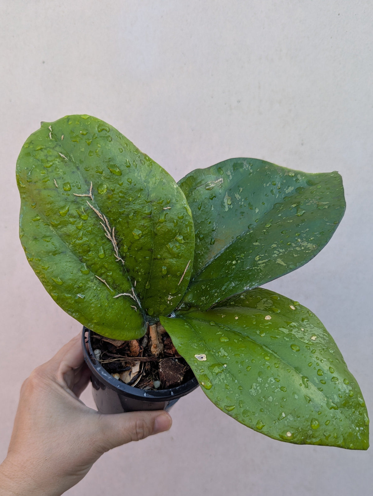 Hoya lambii Sabah IML1800