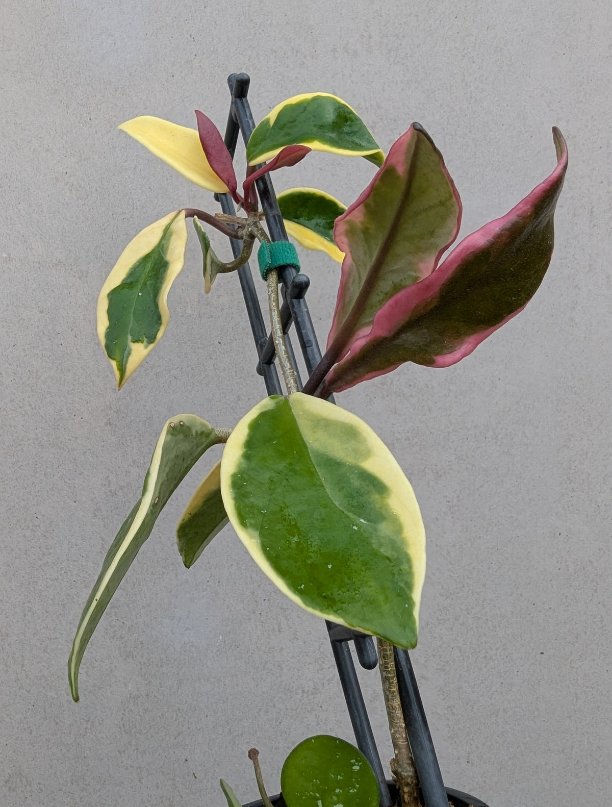 Hoya carnosa albomarginata 'Purple Pride'