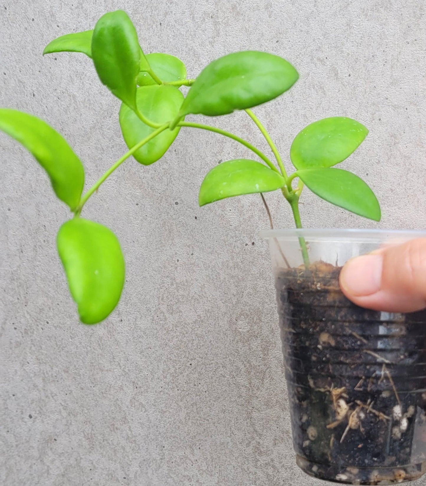 Hoya myrmecopa Sulawesi IML1377 - small plant