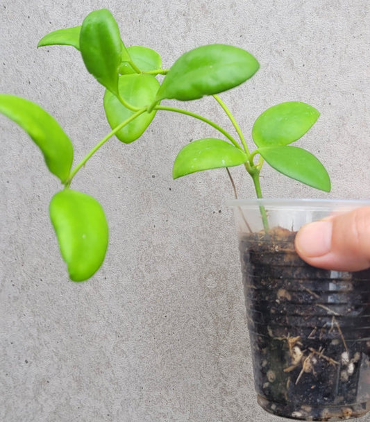 Hoya myrmecopa Sulawesi IML1377 - small plant