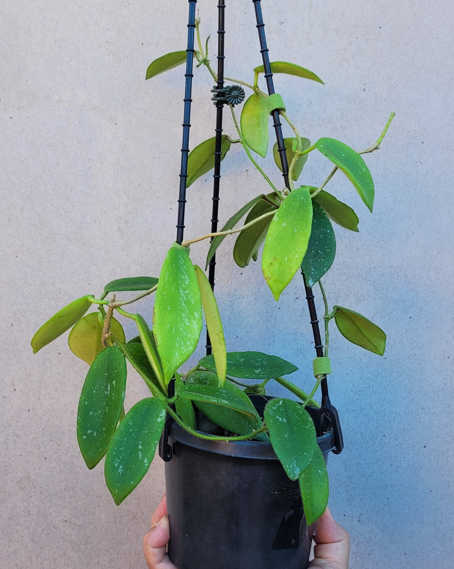 Hoya thomsonii White IML1177- Large mature plant