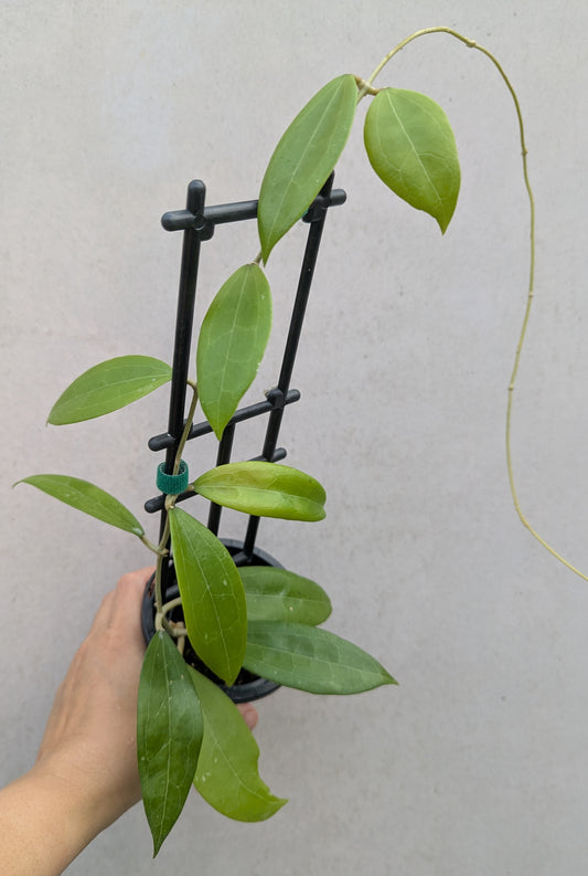Hoya verticillata Sabah IML1775