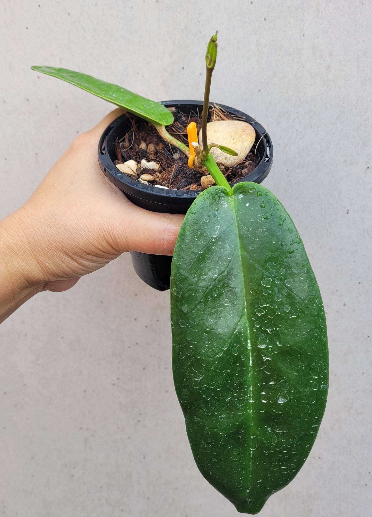 Hoya archboldiana PNG IML0414 (white flowers)