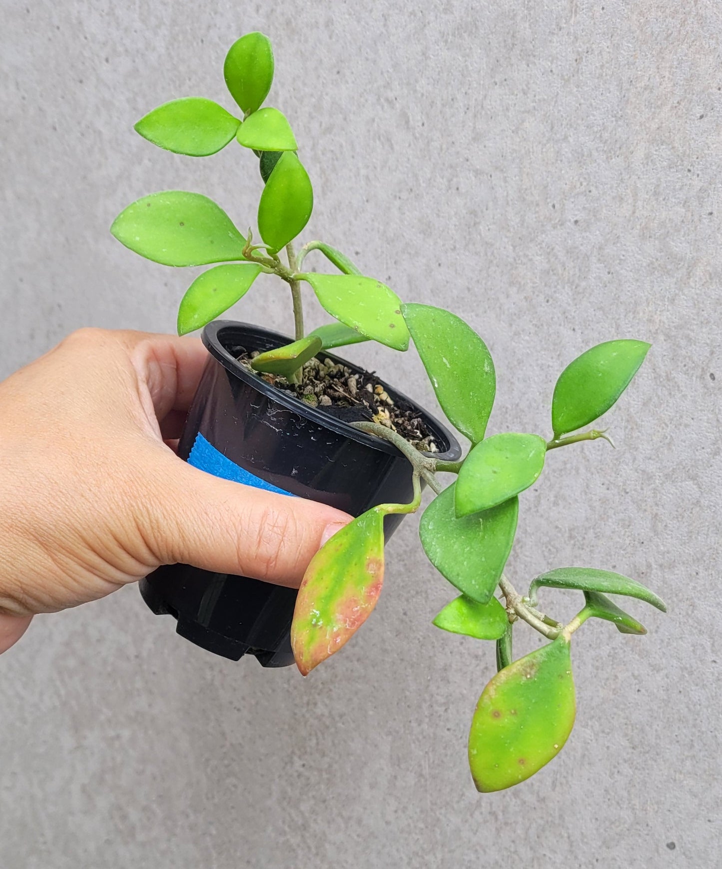 Hoya nummularioides Thailand IML0240 - double planted