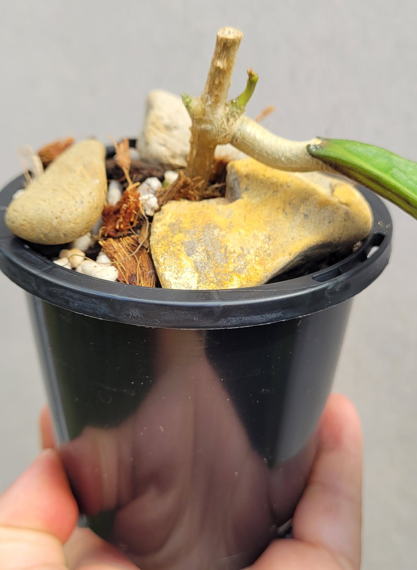 Hoya clemensiorum Sabah IML1752