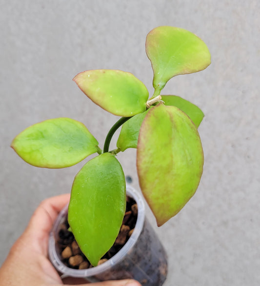 Hoya anulata Iron Range IML0024