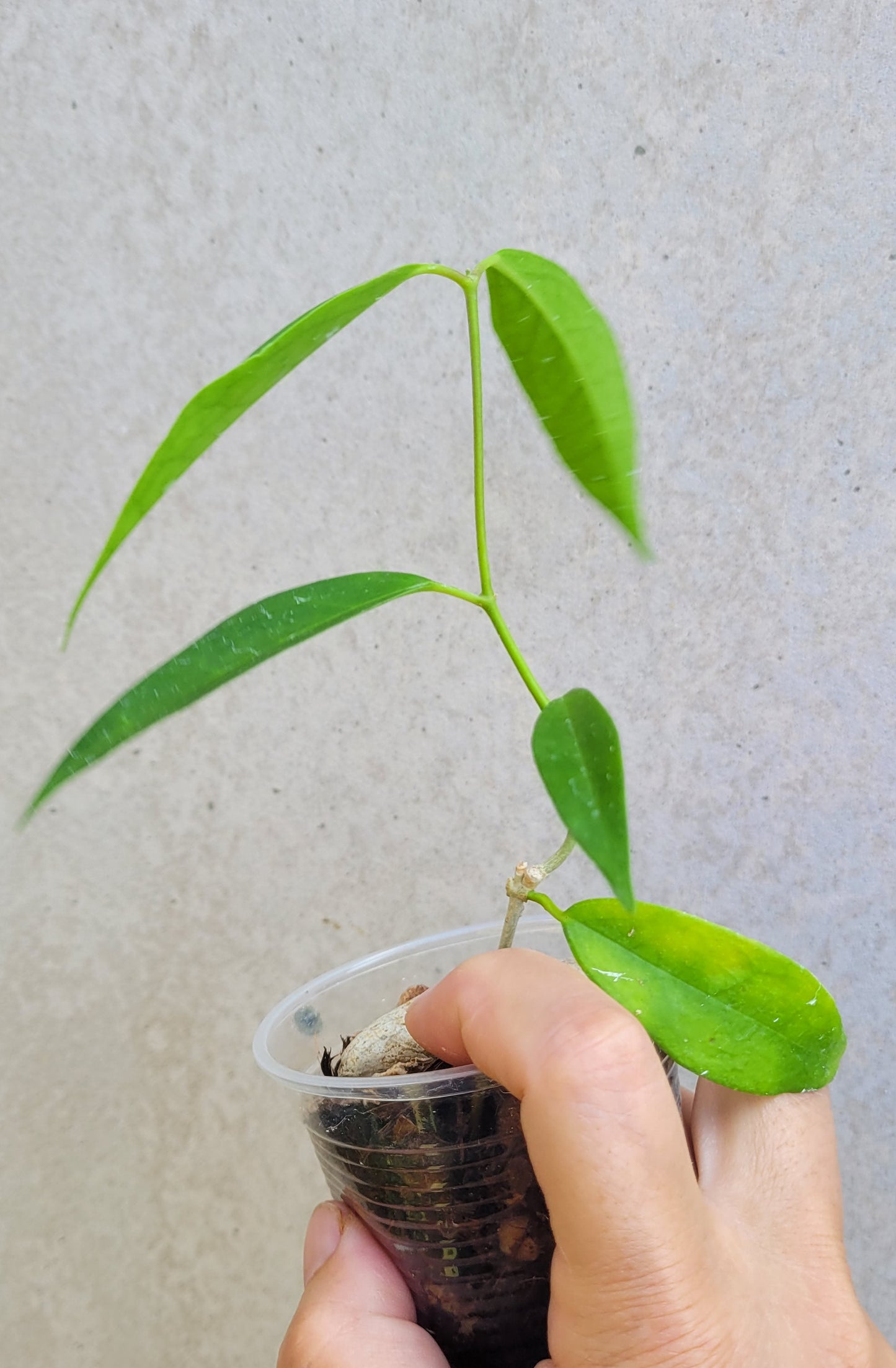 Hoya chlorantha IML1352