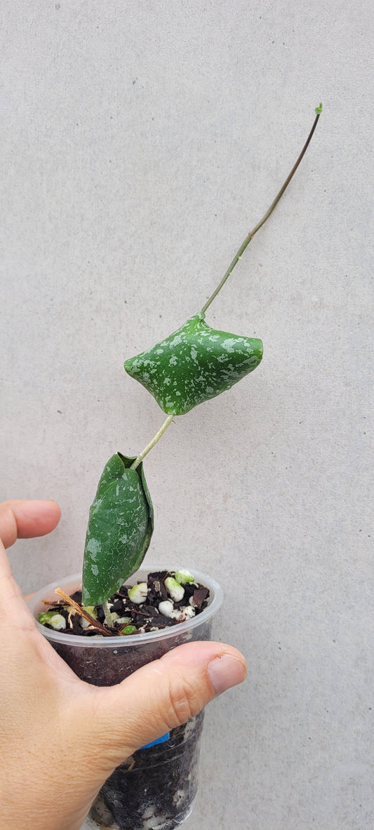Hoya imbricata