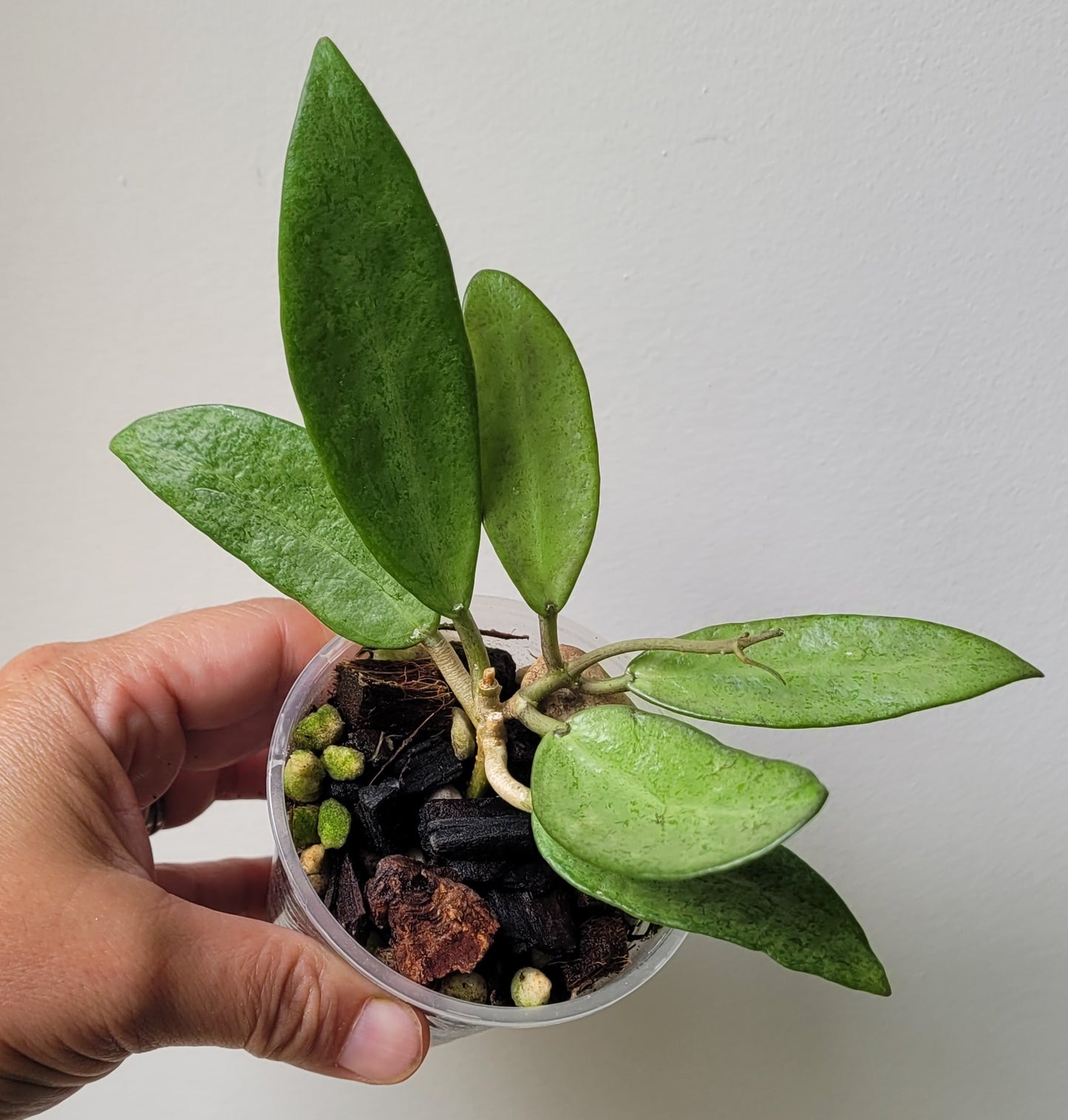 Hoya 'Silver Lady Dy'