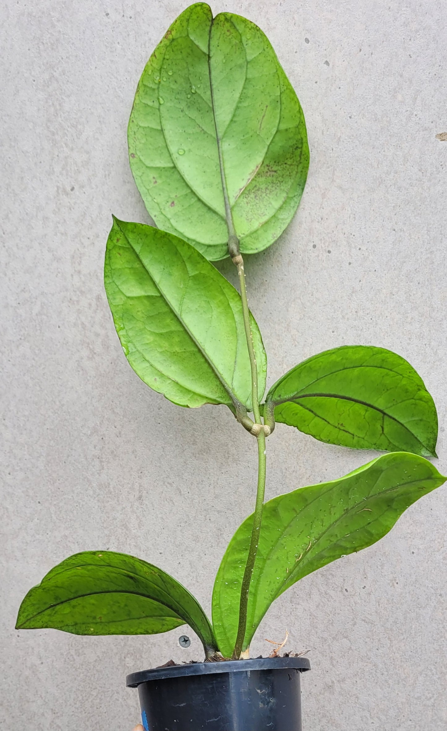 Hoya lambii Sabah IML1800