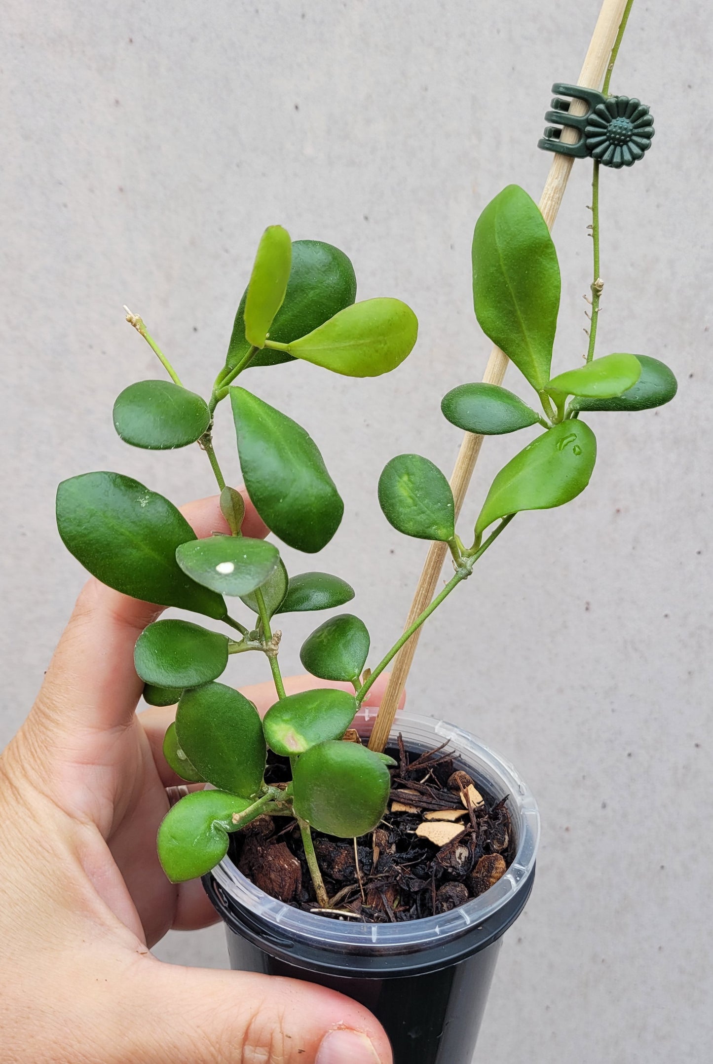 Hoya panchoi Philippines IML0228