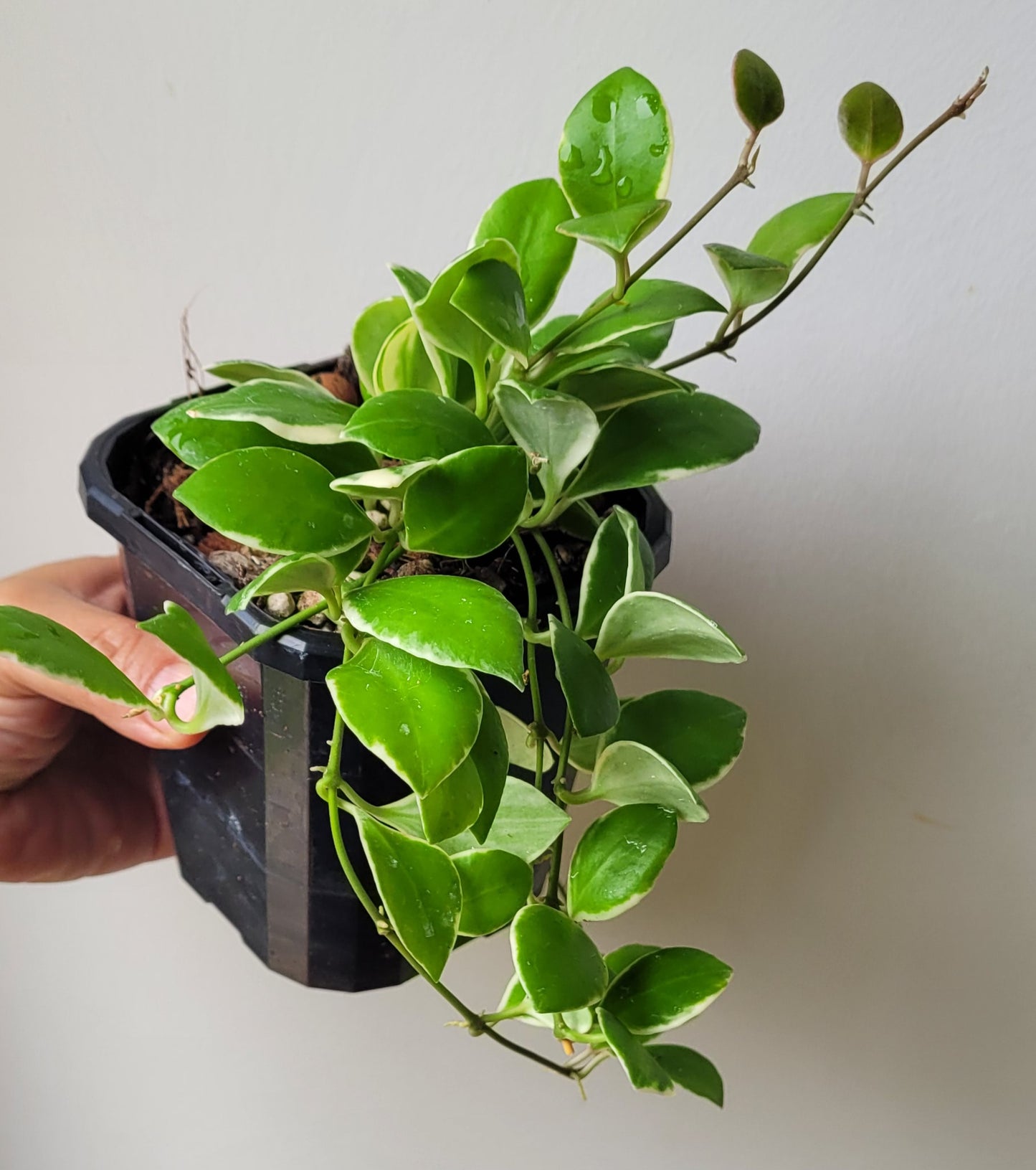 Hoya heuschkeliana albomarginata
