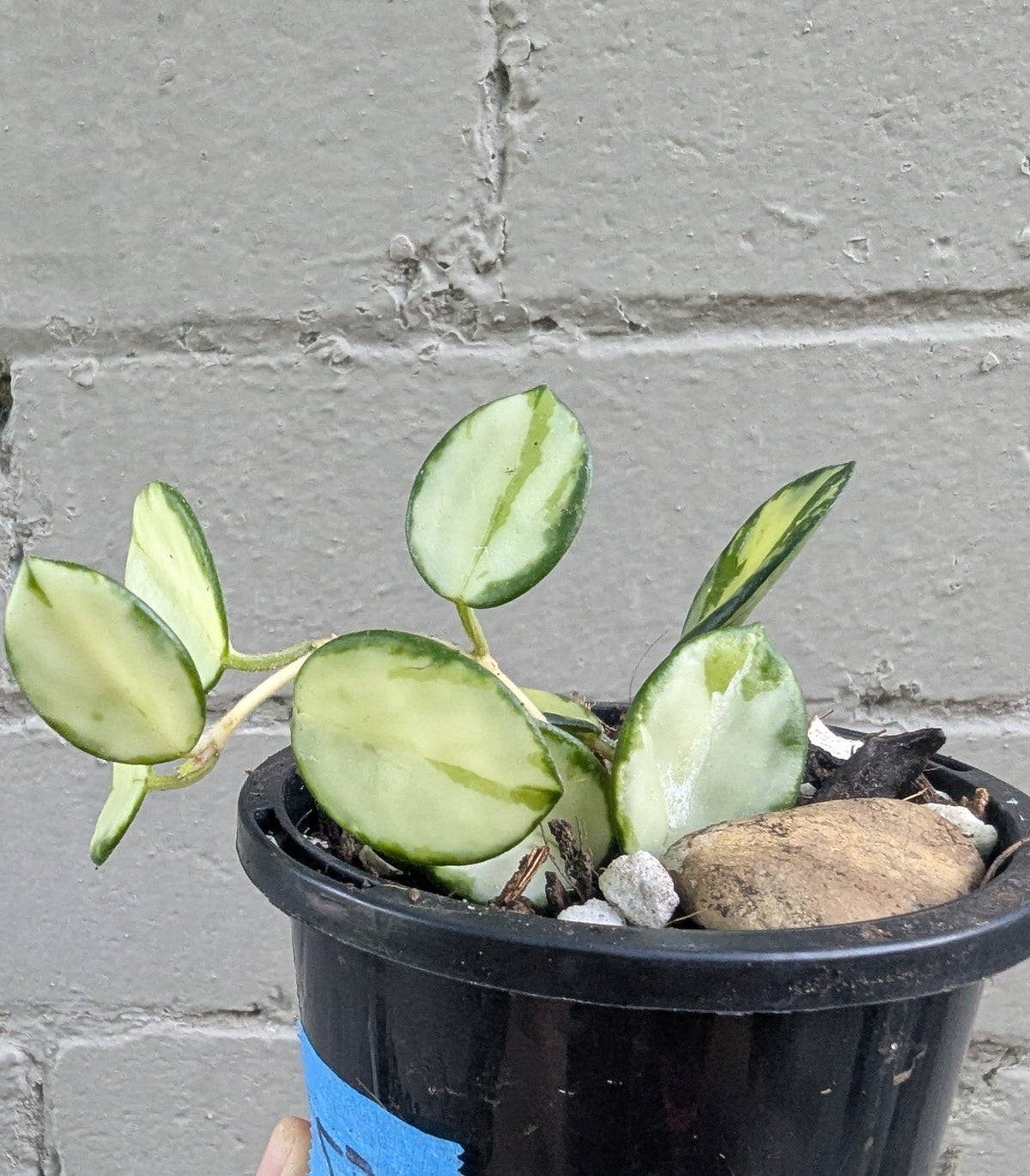 Hoya Mathilde inner variegated