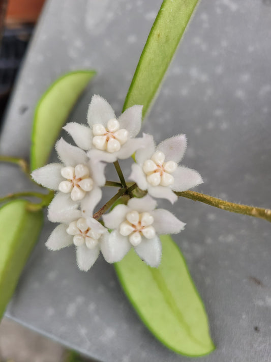 Hoya thomsonii White IML1177- Large mature plant