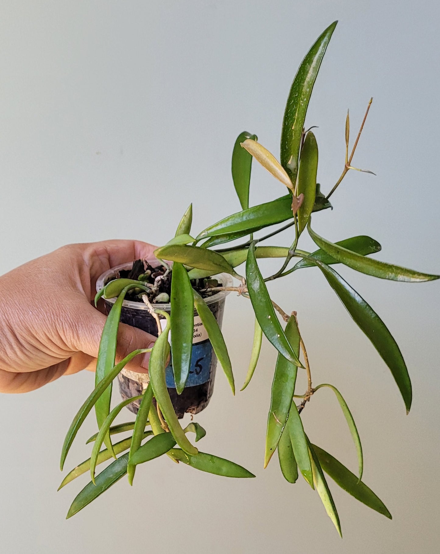 Hoya aff. kentiana Philippines IML0834 (angustifolia) Double planted
