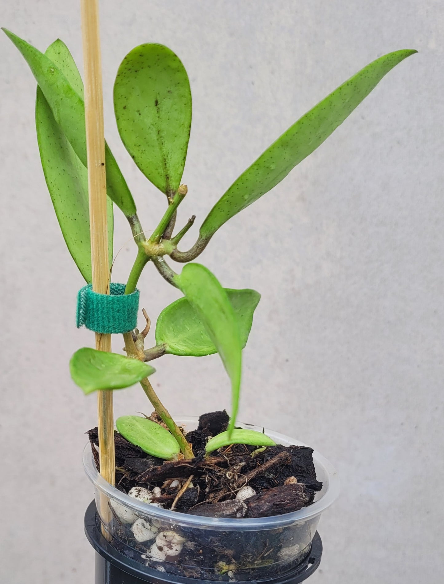 Hoya 'Silver Lady Dy'