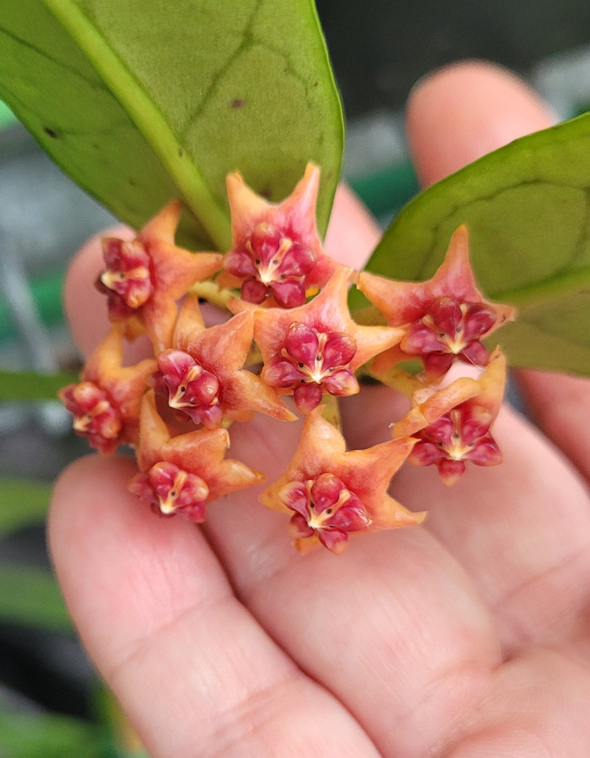 Hoya lobbii Thailand IML1524 - Orange flowers
