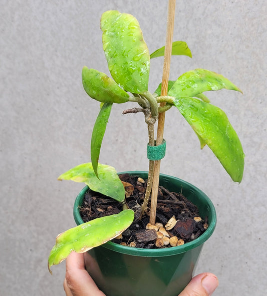 Hoya uncinata ssp padangensis - with existing peduncle