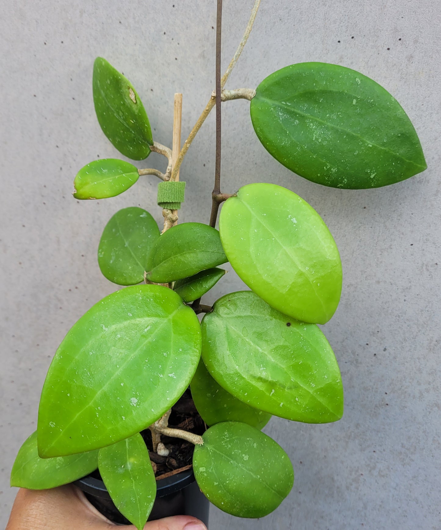 Hoya sp. Thailand IML1438 (Hat Som Paen)