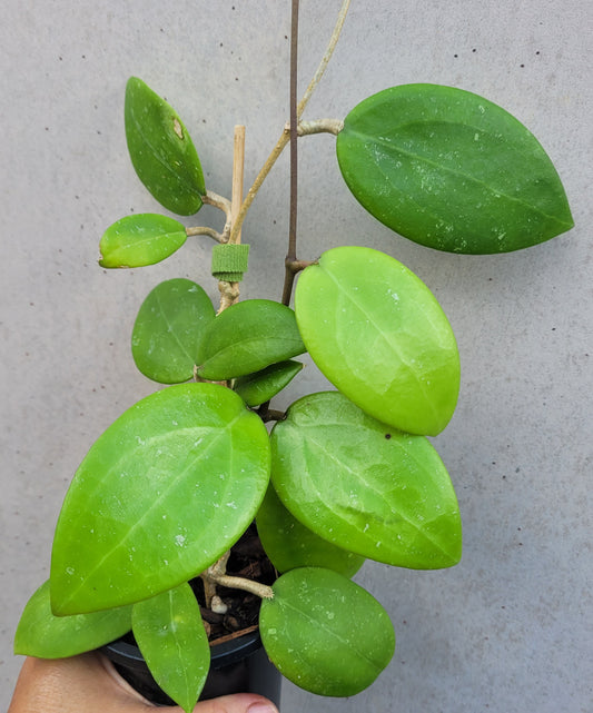 Hoya sp. Thailand IML1438 (Hat Som Paen)