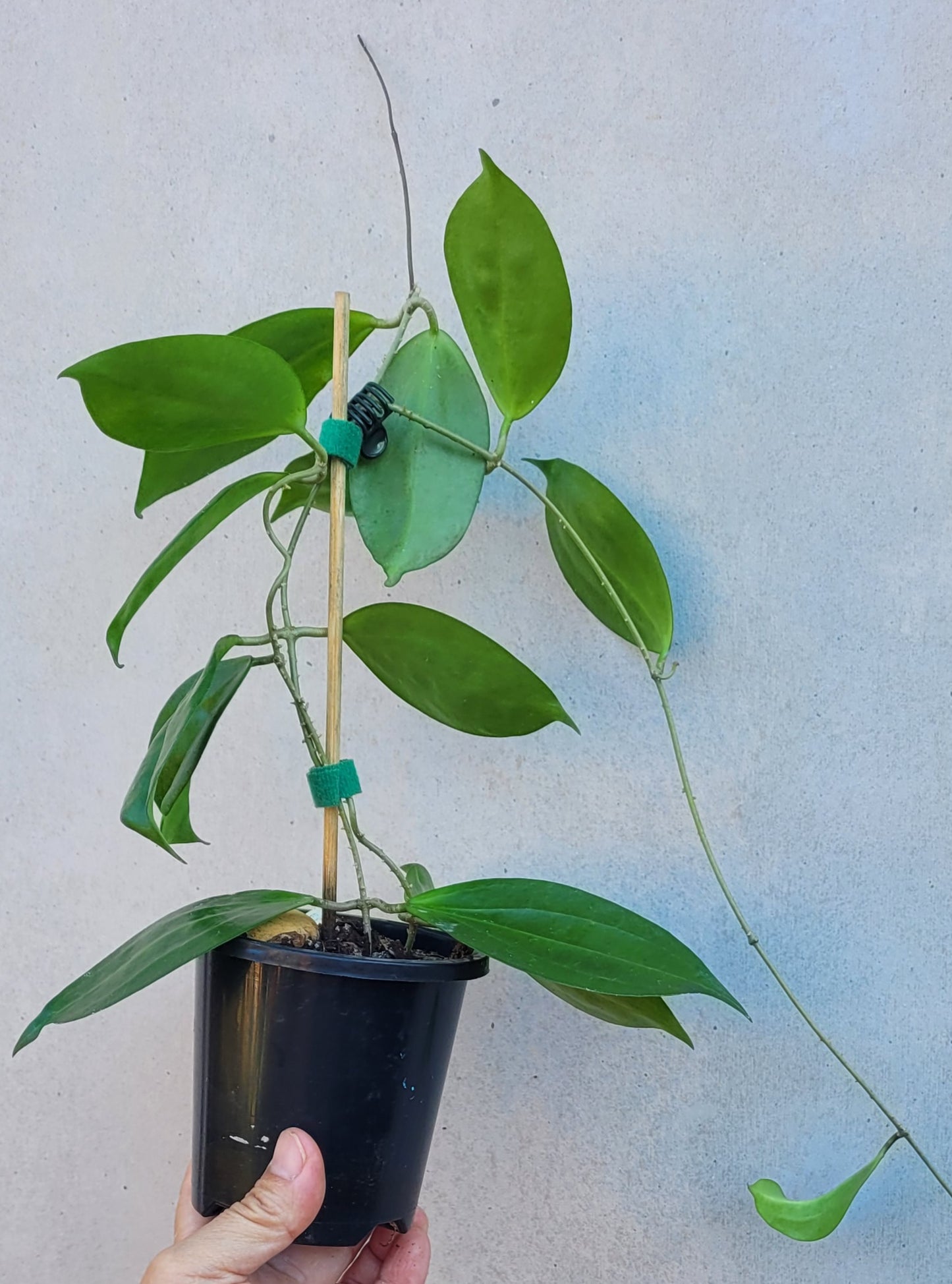 Hoya samoensis - double planted