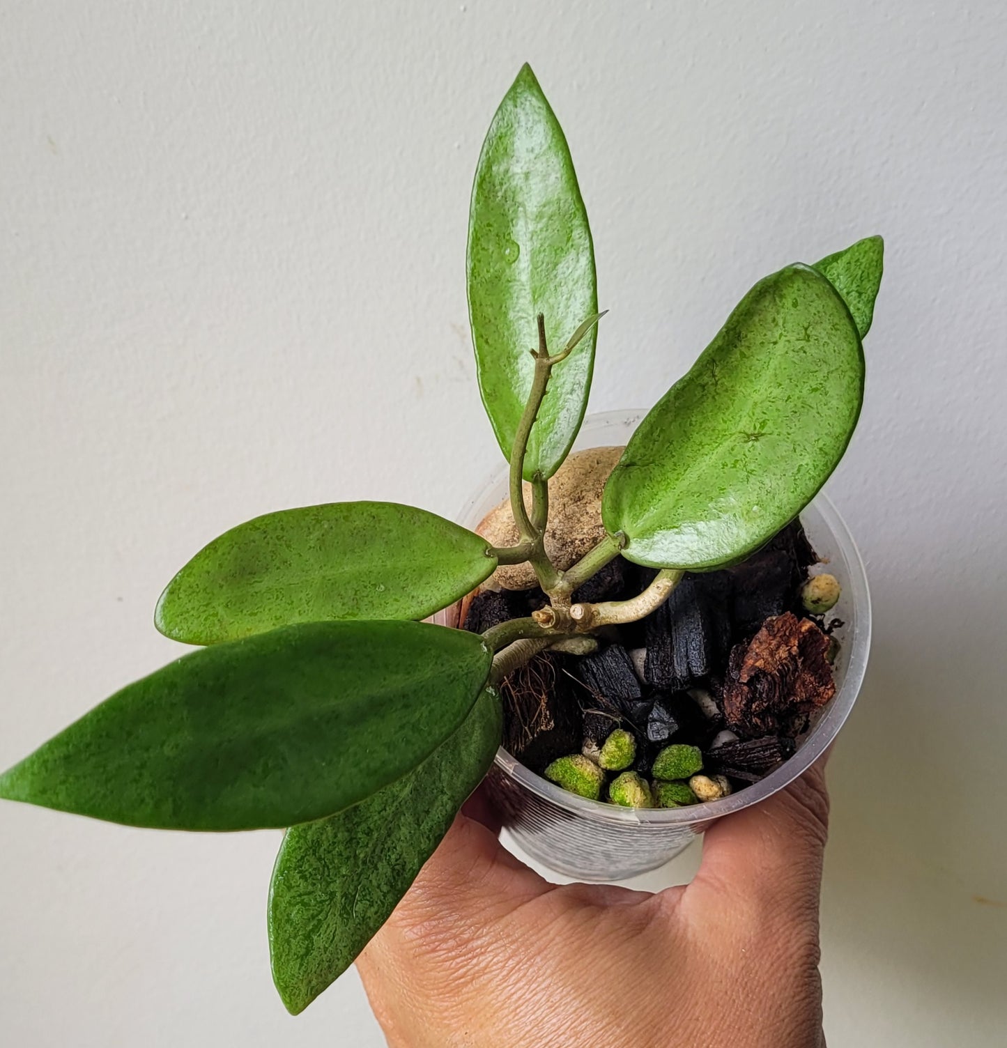 Hoya 'Silver Lady Dy'