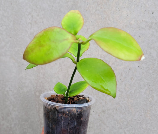Hoya anulata Iron Range IML0024