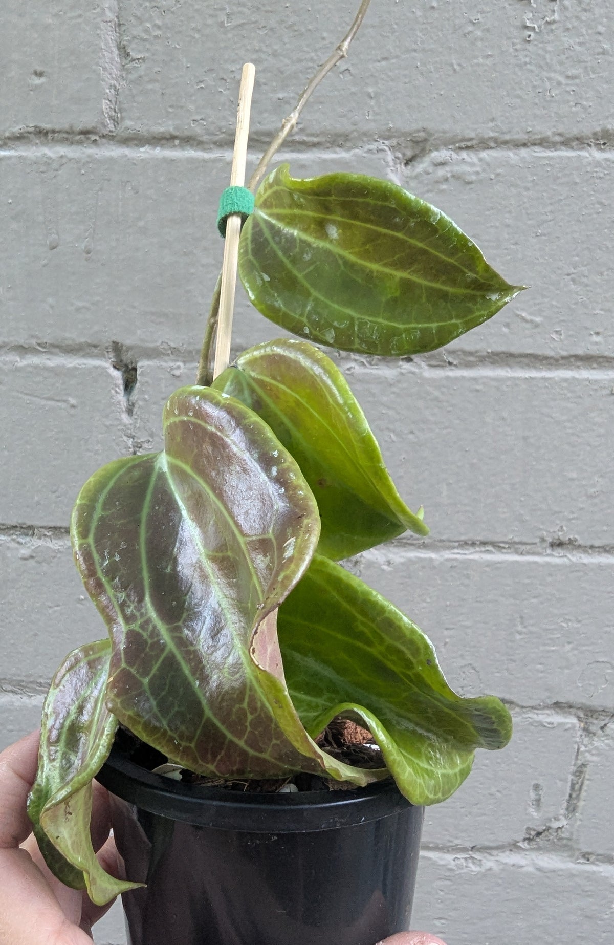 Hoya merrillii Philippines IML0850