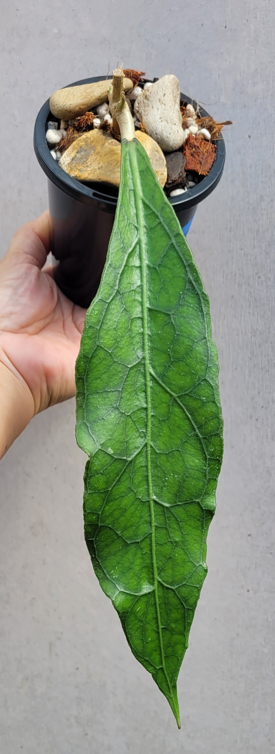 Hoya clemensiorum Sabah IML1752