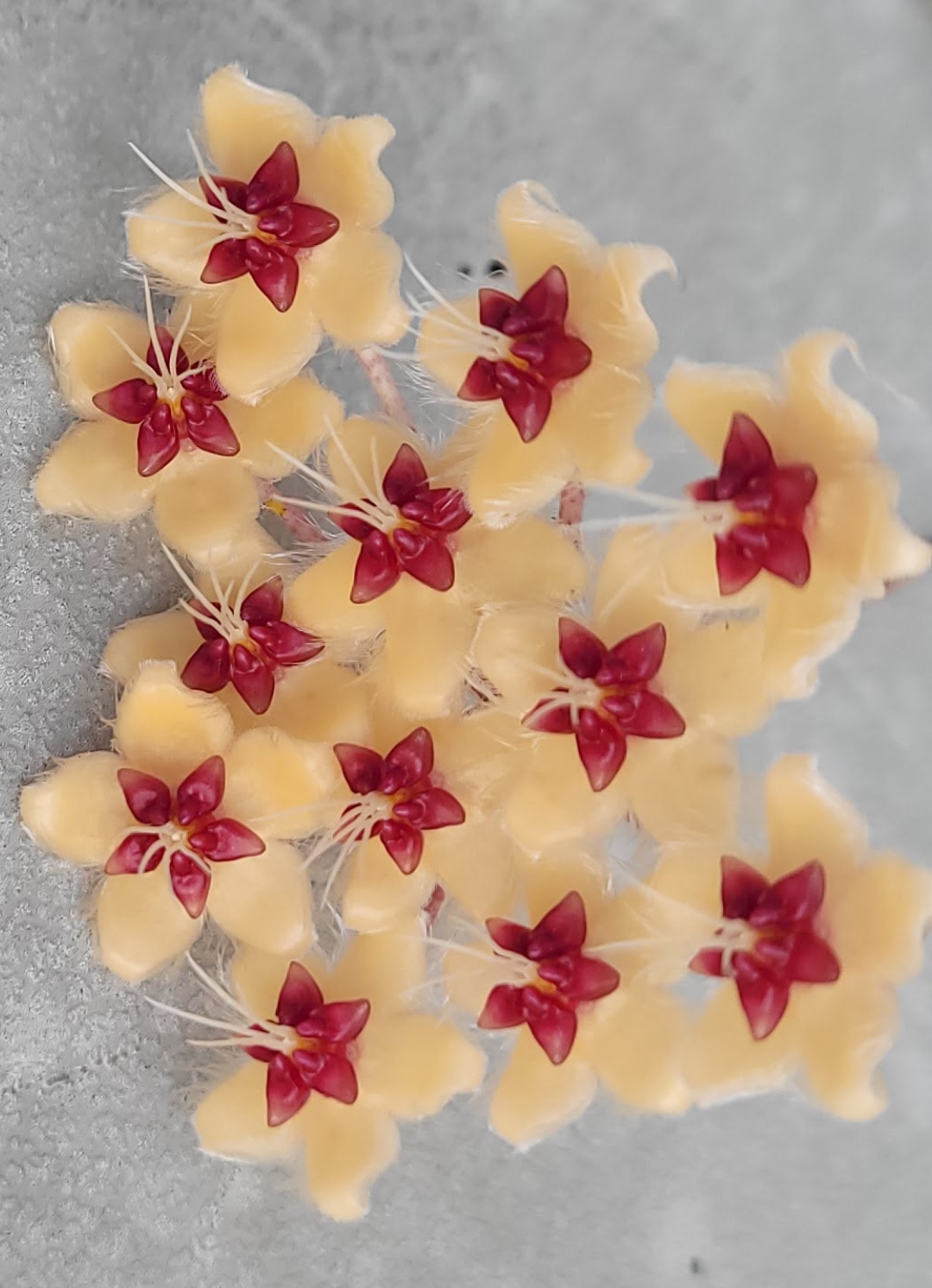 Hoya flagellata gold
