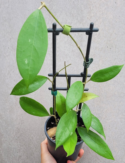 Hoya verticillata Sabah IML1775