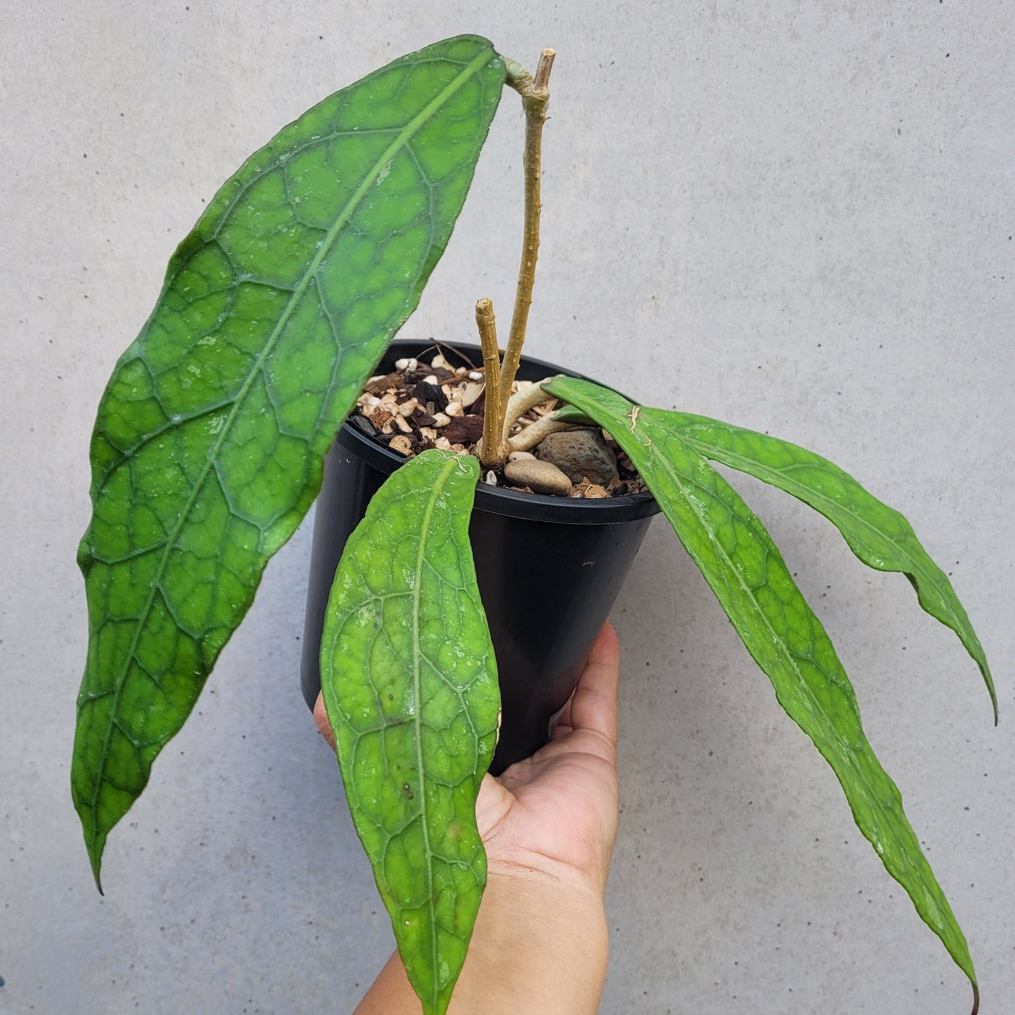 Hoya clemensiorum Sabah IML1752